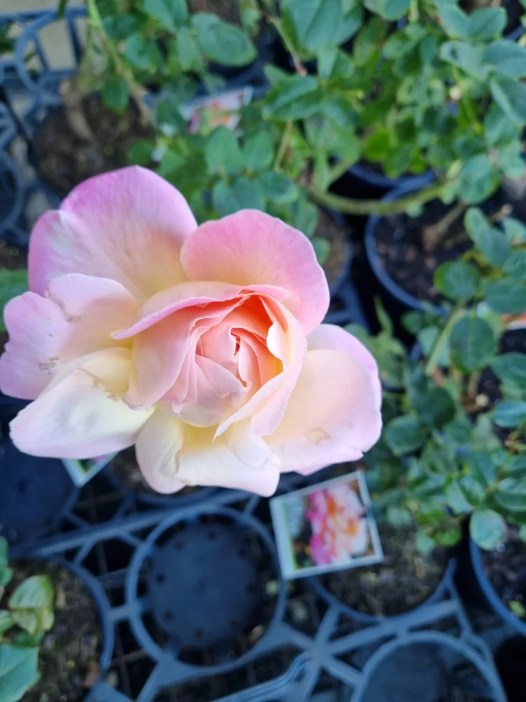 Pink yellow Rose