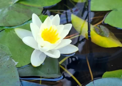 water-lily-bulb